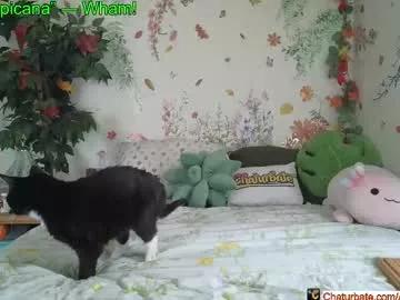 aliceriverscam on Chaturbate