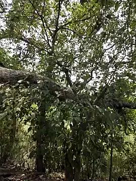 Rinku5553 on StripChat